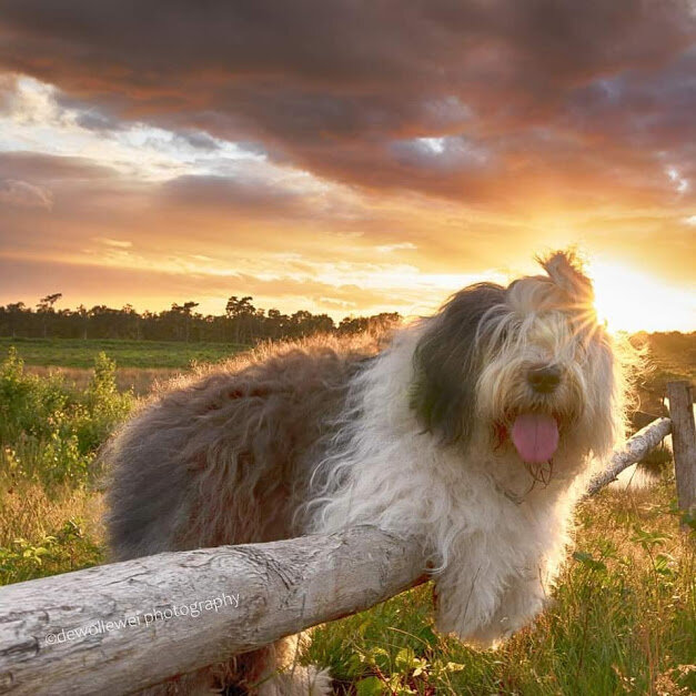 Из инстаграмм аккаунта de_wollewei