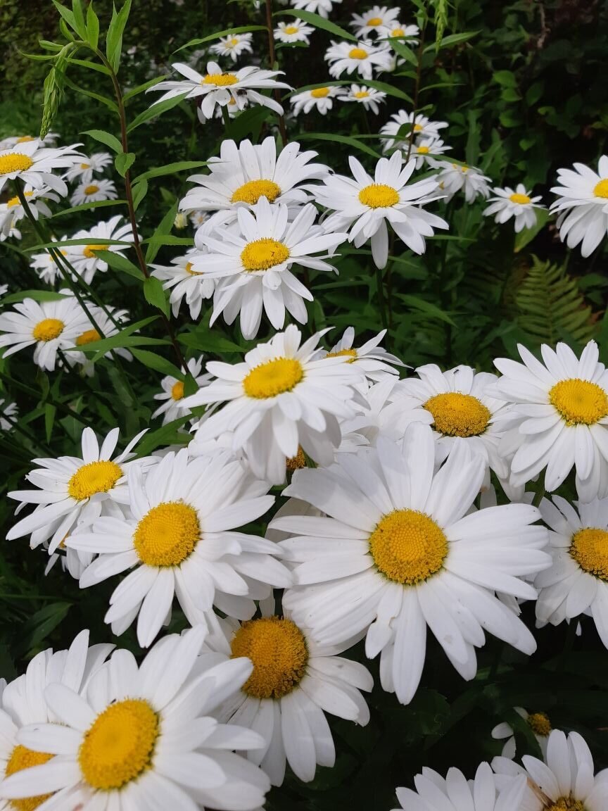 ромашки,их было много в этом году в огороде