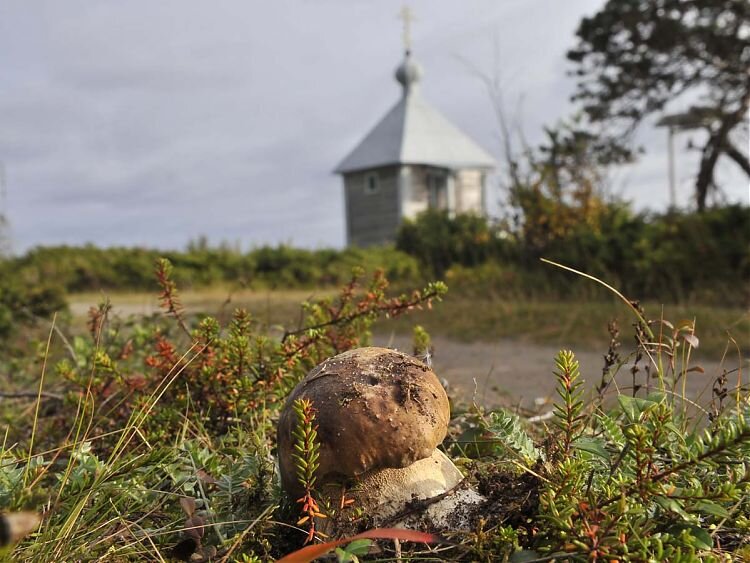  20 августа, 2020 09:01 | Наш край |  Елена Сивонен