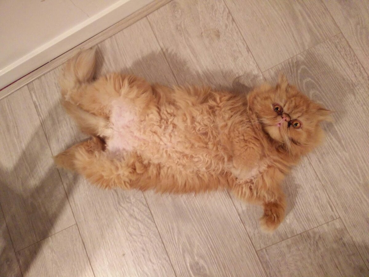 Персидский кот, за шерстью которого не слишком усердно ухаживают хозяева