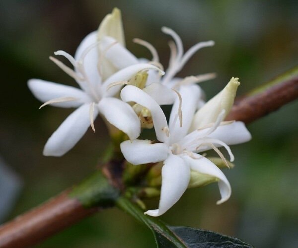 Цветок кофейного дерева