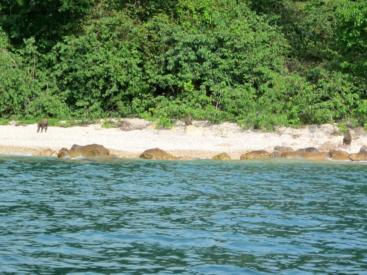 Обезьяны скрываются в кустах