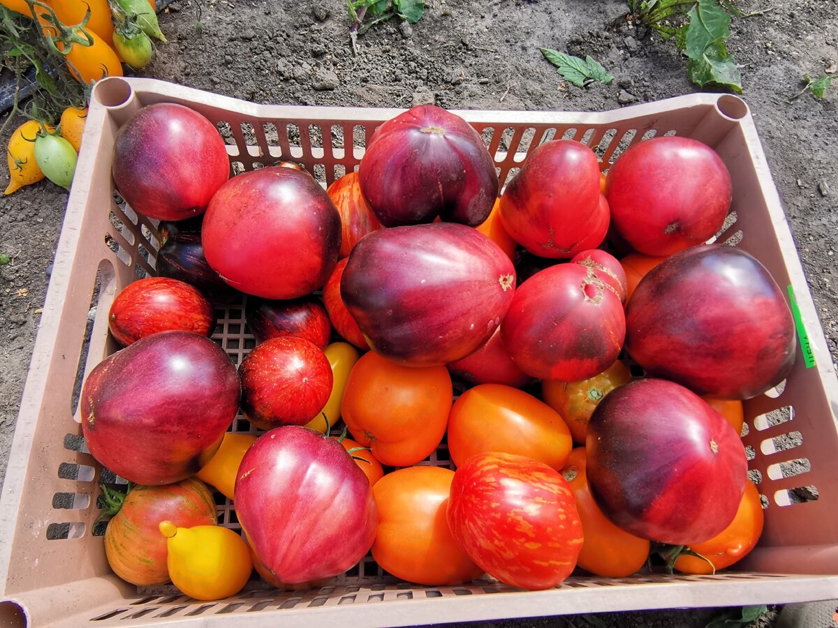Сбор томатов на семена. 