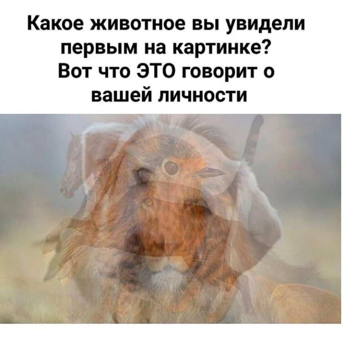 Сколько животных вы видите на картинке со слоном ответ