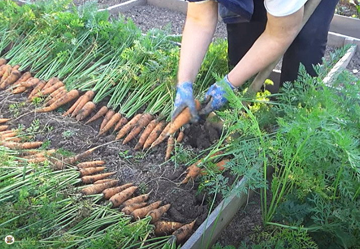 Когда нужно убирать морковку. Уборка моркови. Уборка моркови на хранение. Уборка моркови фото. Уборка моркови когда Кемерово.