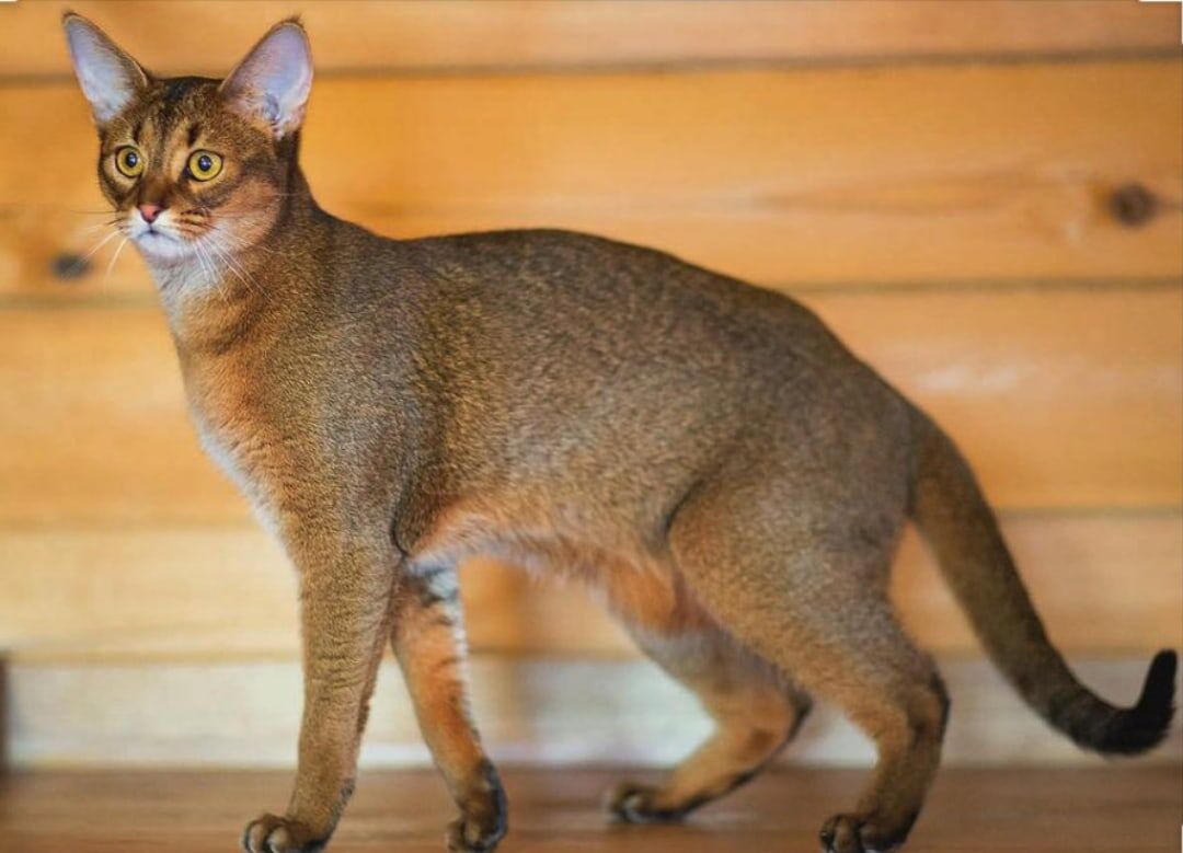 4-место (Кошка Чаузи) 