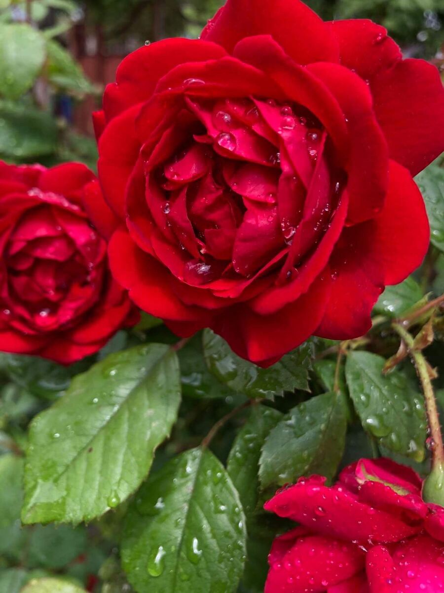 Красная роза