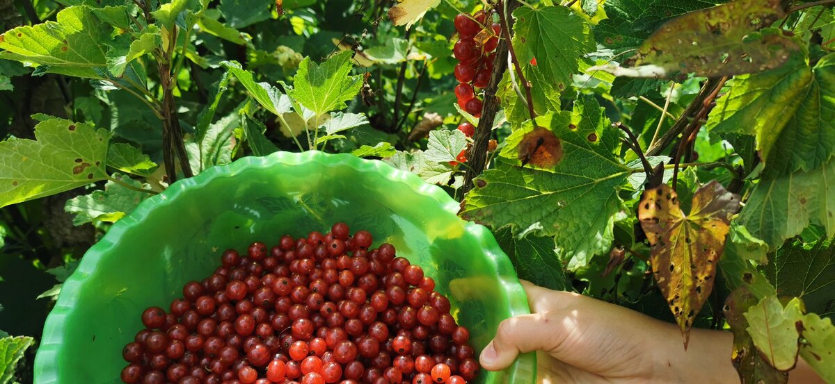 После правильной обрезки смородина отблагодарит обильным плодоношением.