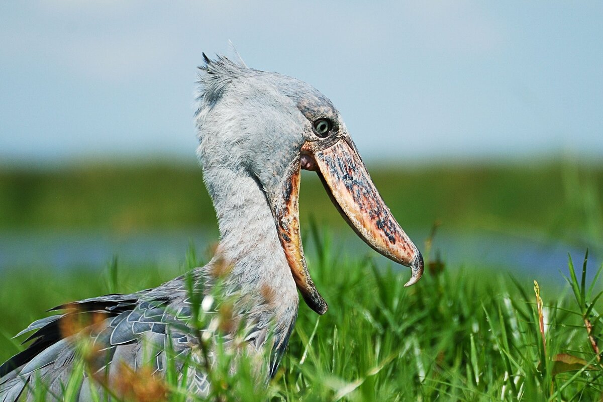 Источник: audubon.org