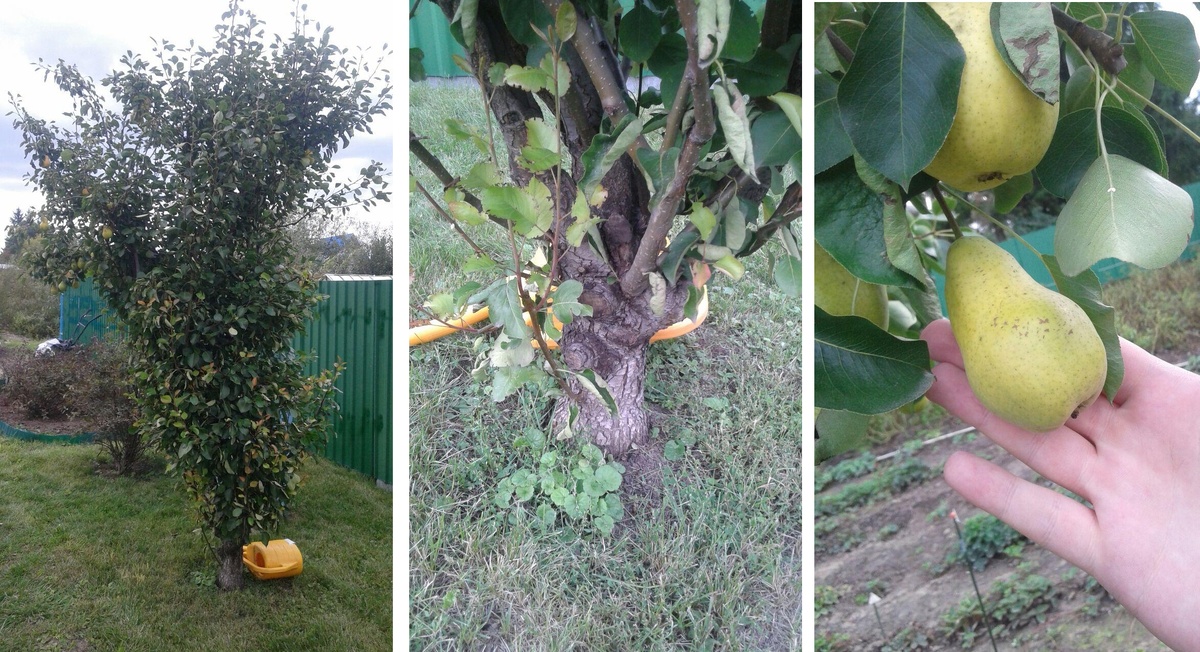 Вот такая груша у нас растет на участке.