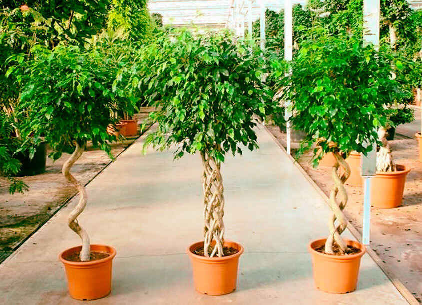 фикус Бенджамина