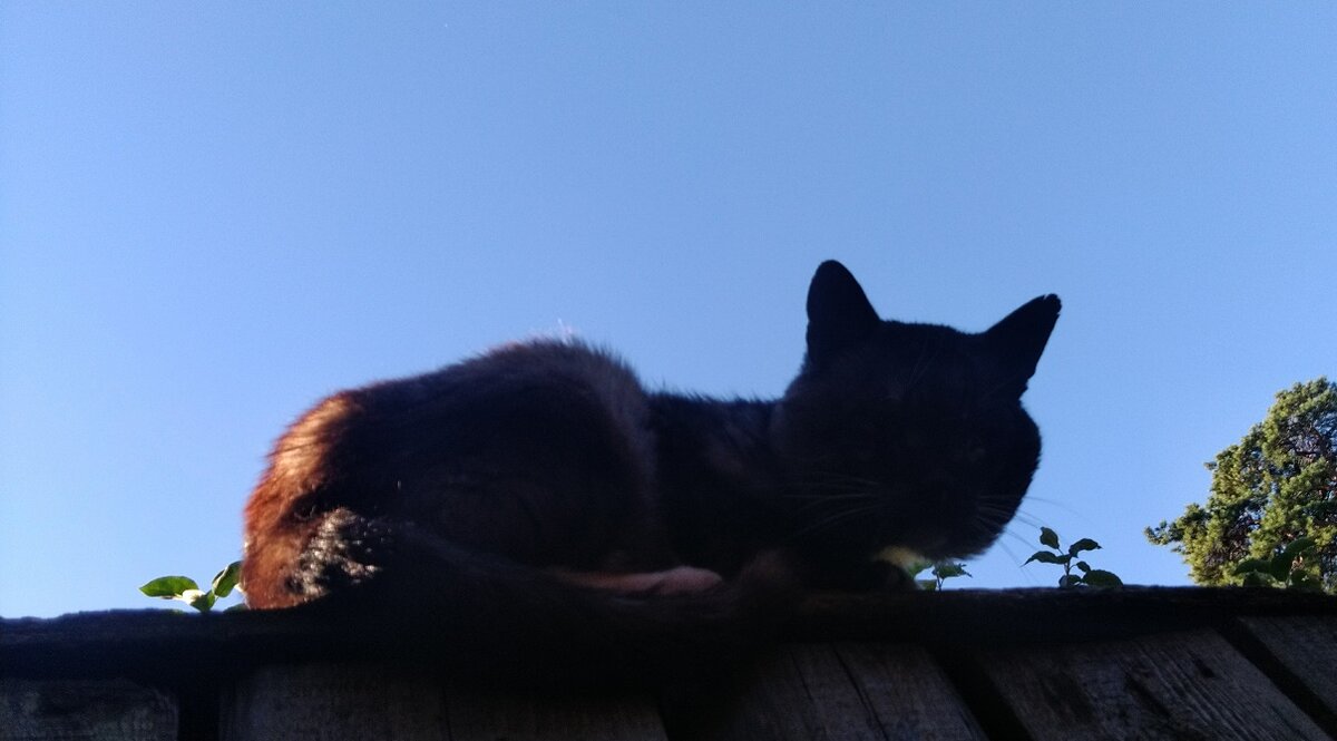 Кот мыслитель пять лет назад . 