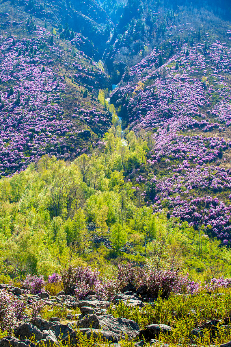 Багульник цветёт!