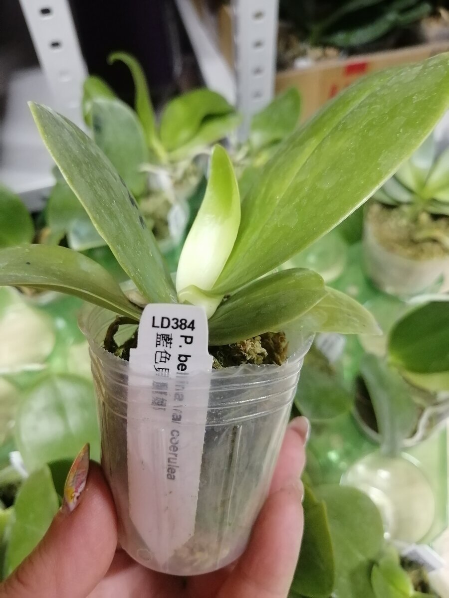 фото автораhttps://vk.com/svet_orchidei
