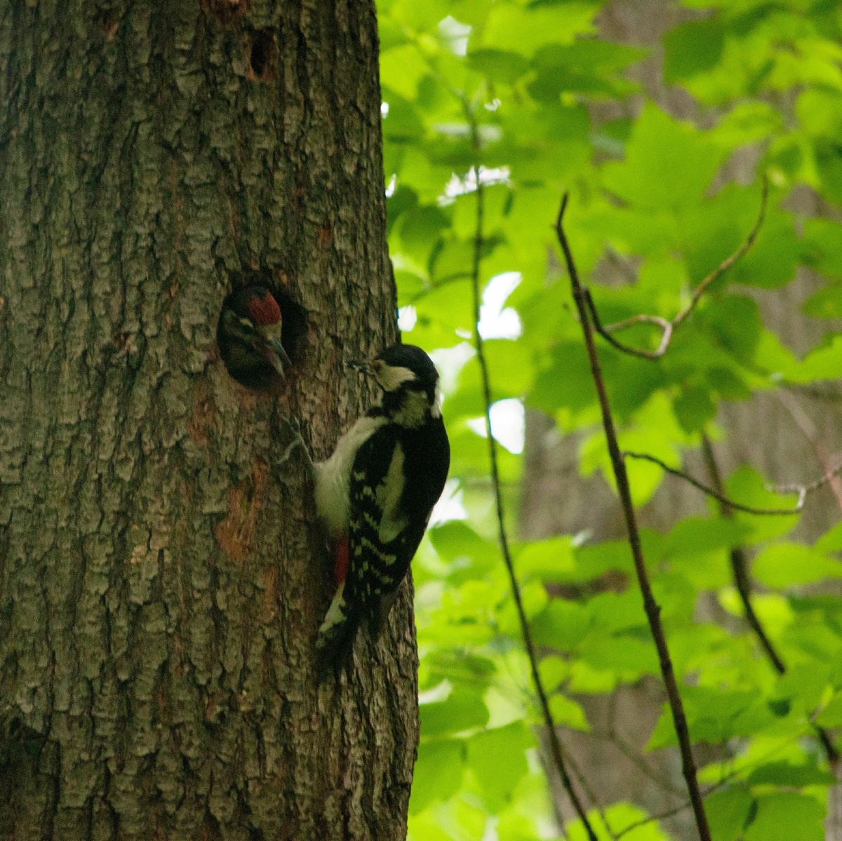 Самка дятла кормит птенца. 