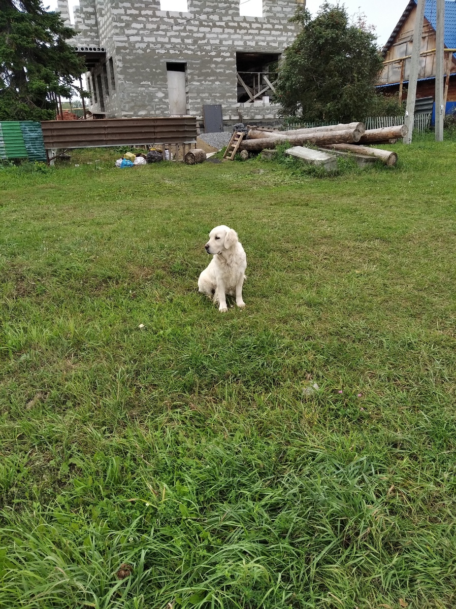 Это Черри. Моя собачка.