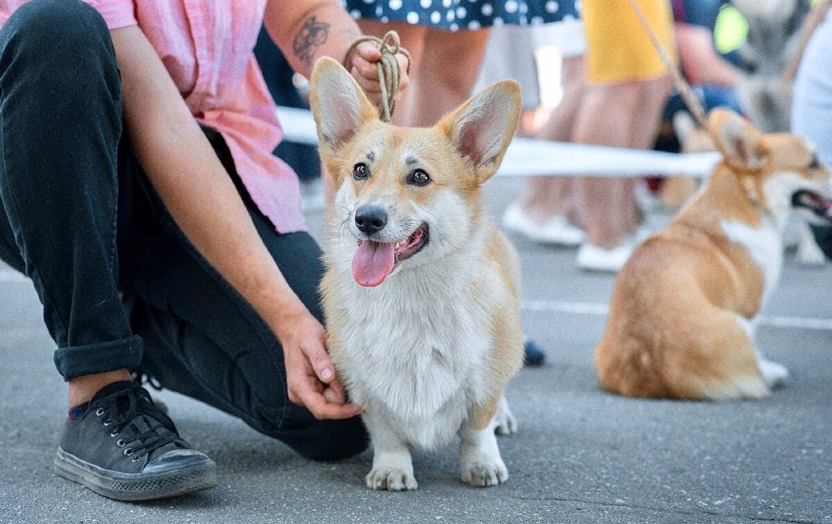 Плюсы и минусы породы Вельш Корги Пемброк | Pet Adviser | Дзен