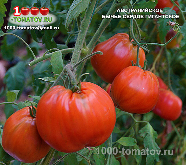 Томат  Австралийское Бычье сердце гигантское фото 1