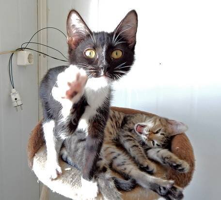 Котята в приюте www.vao-priut.info