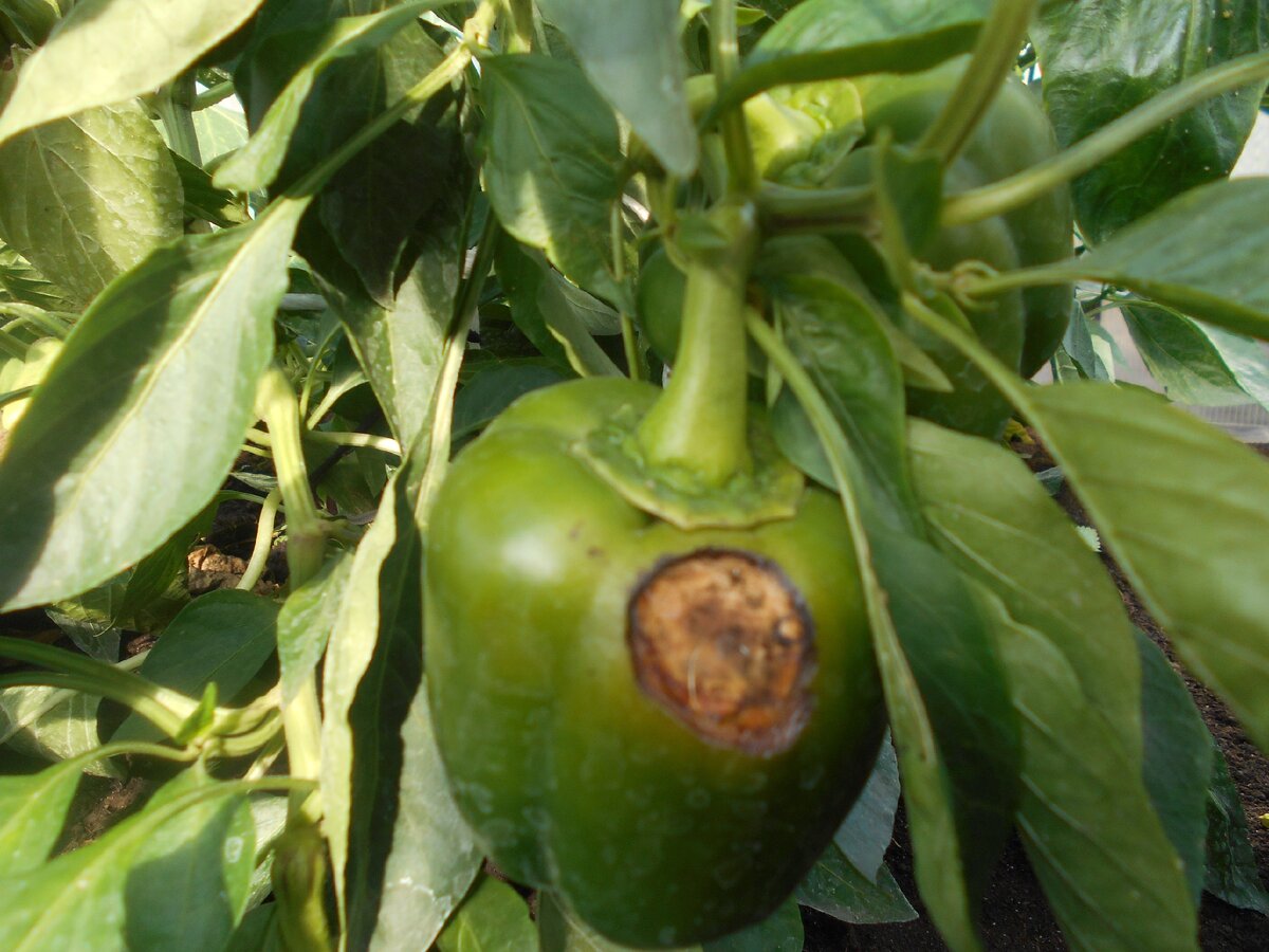 Всегда расстраиваюсь, когда вижу такое. Фото моё