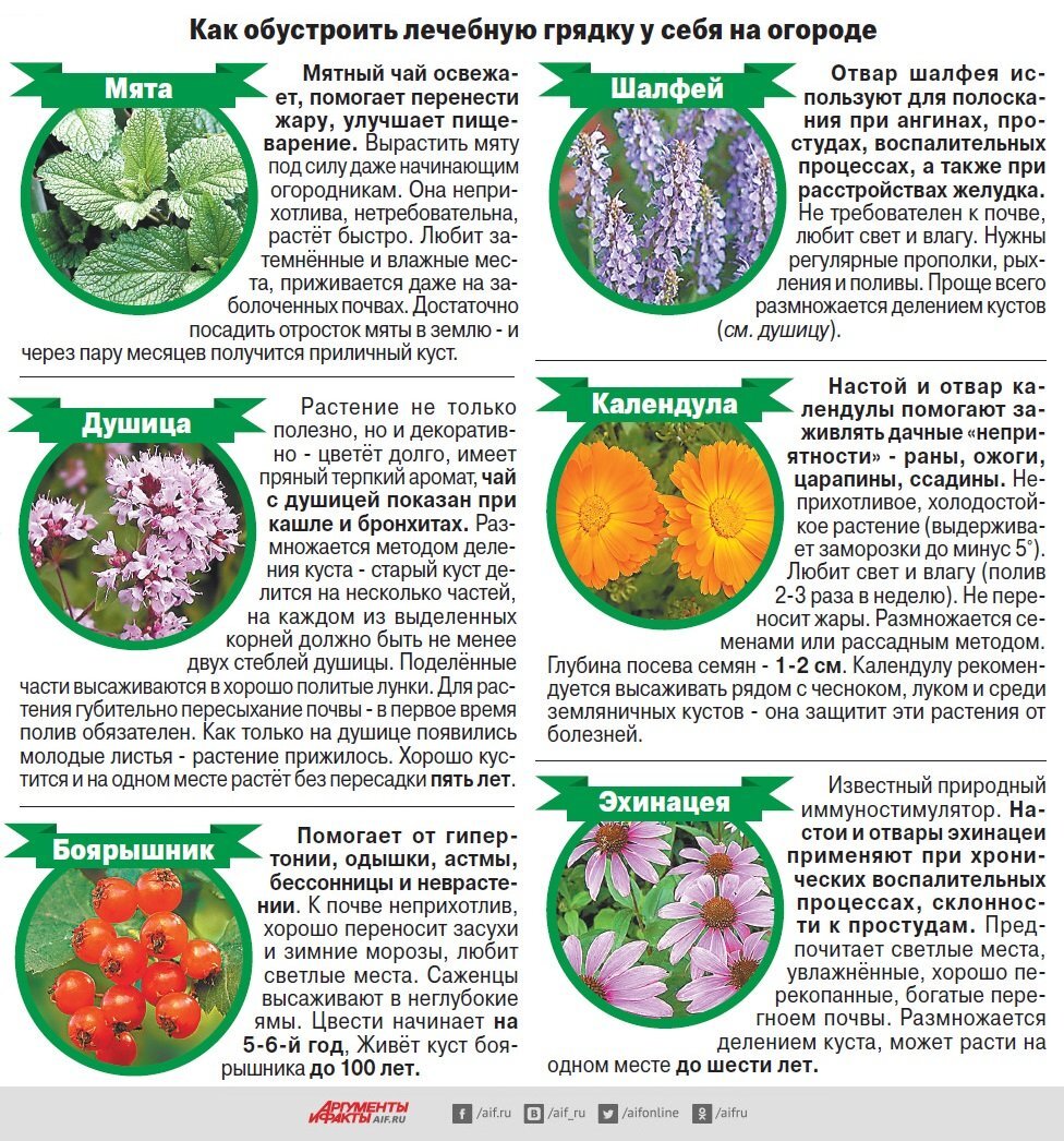 Полезные лекарственные растения. Список целебных трав и растений. Памятка лекарственные растения. Какие растения полезны.