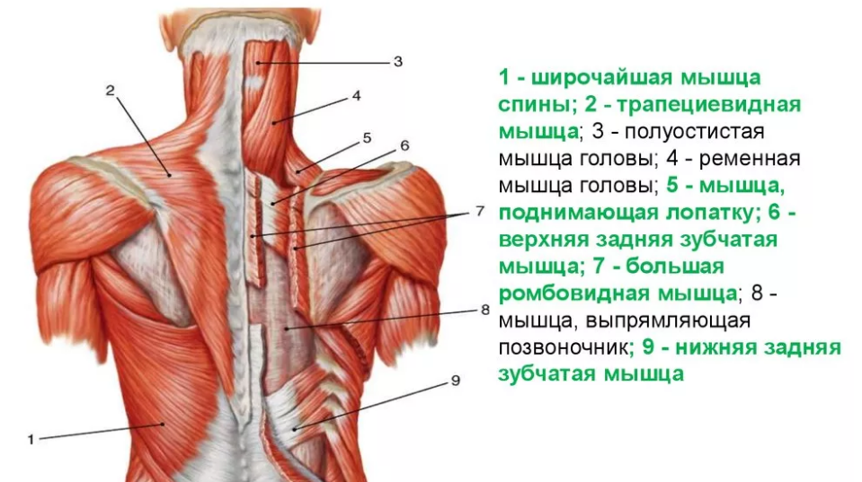 Мышцы спины для массажа человека схема с названиями и описанием