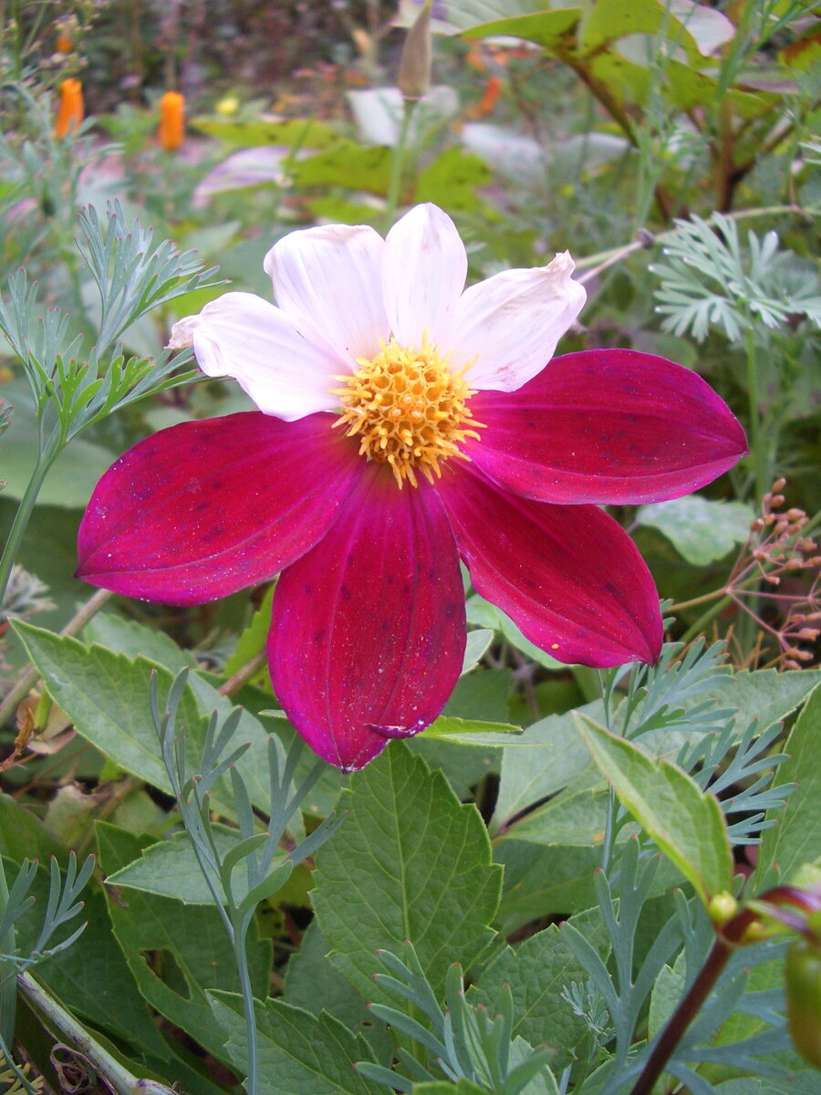 Такой метис получился смешной - спасибо пчелкам!