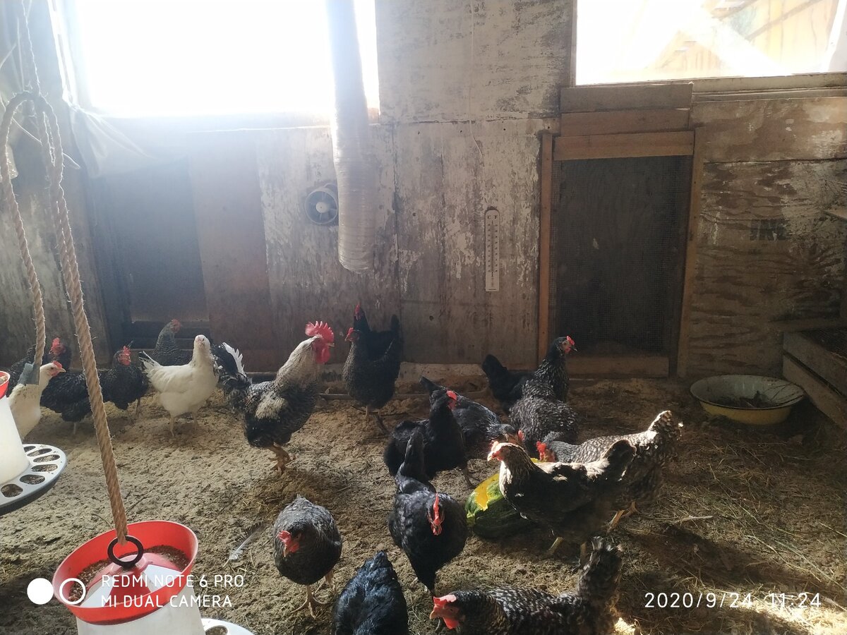 наши несушки Чешский Доминант
