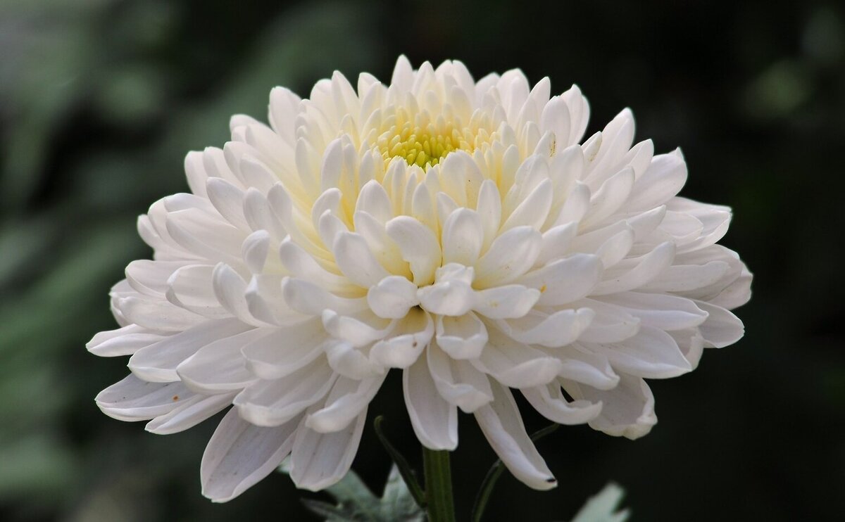 Солнечные искры в виде белых хризантем  (по одной из легенд)