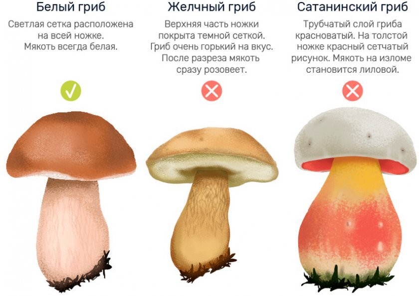 Белый гриб - Новости - База отдыха «Подборовье» Ленинградская область