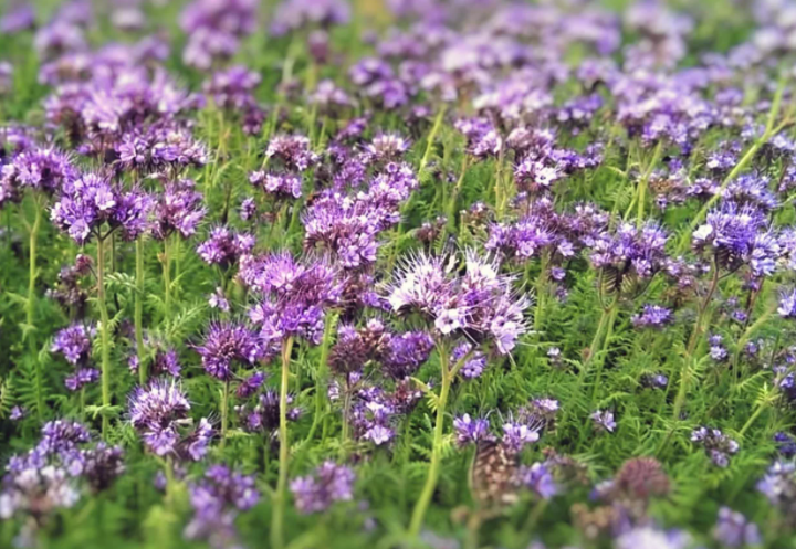 Фацелия не только улучшит почву, но и украсит участок. Источник фото: covercrops.co.nz