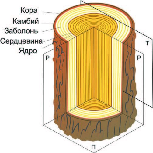 Структура древесины