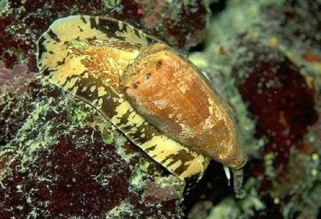 Противоядия от яда улитки-конуса не существует, поэтому лучше не сталкиваться с этим животным.