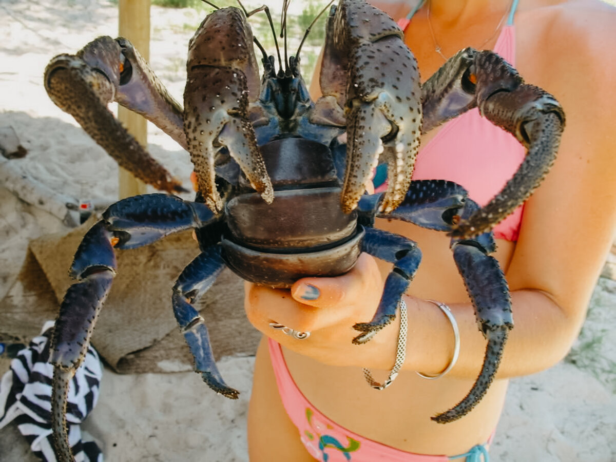 Пальмовый паук