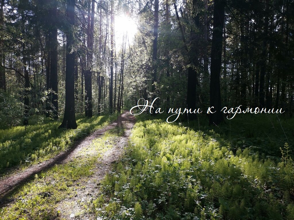 Добро пожаловать в лес. Фото автора