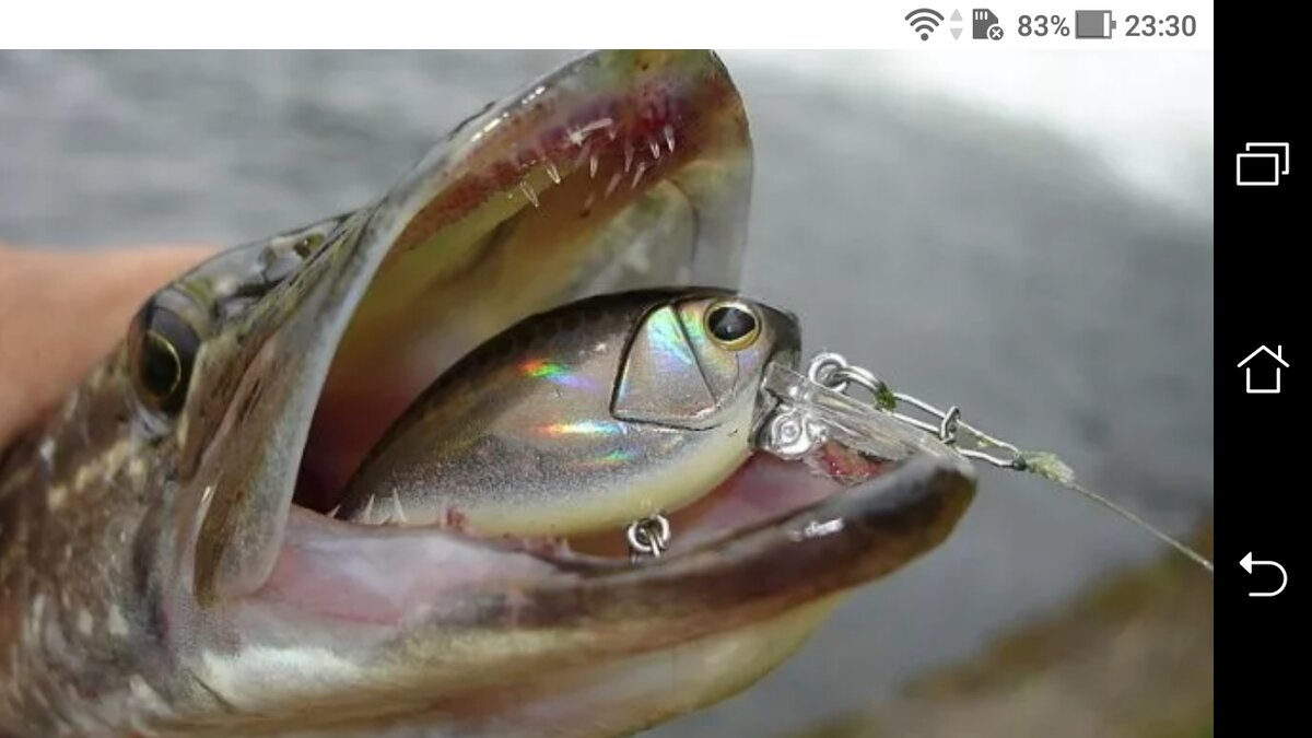 фото Отводной поводок для спиннинга оснастка и монтаж на щуку