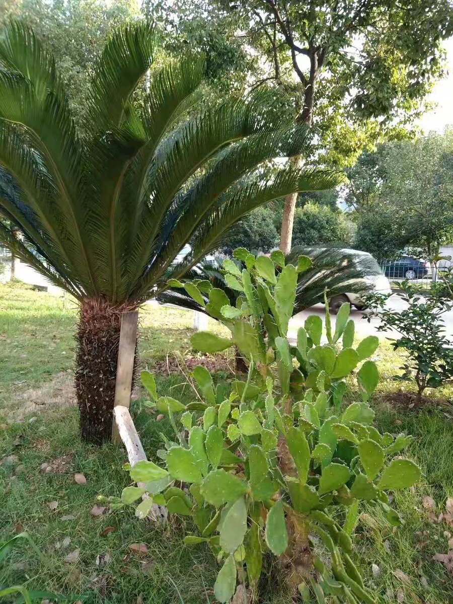 Пальмы с кактусами неплохо смотрятся перед домом.