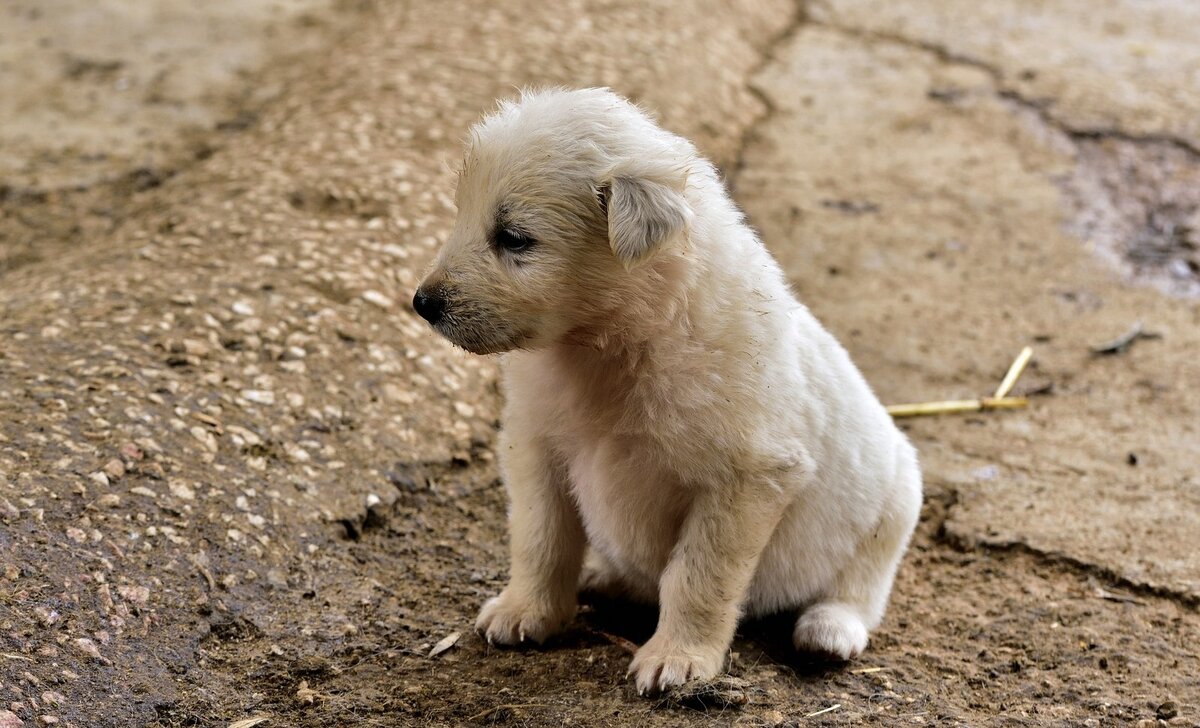 Иногда недостаточно просто взять ответственность за щенка... 