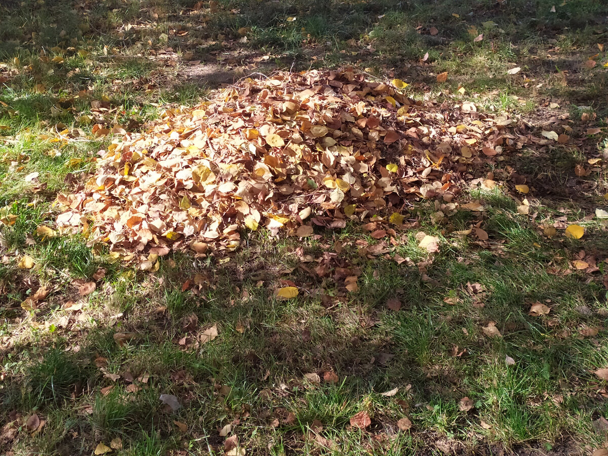 Почему нельзя сжигать опавшие листья и что с ними делать (дачные ...