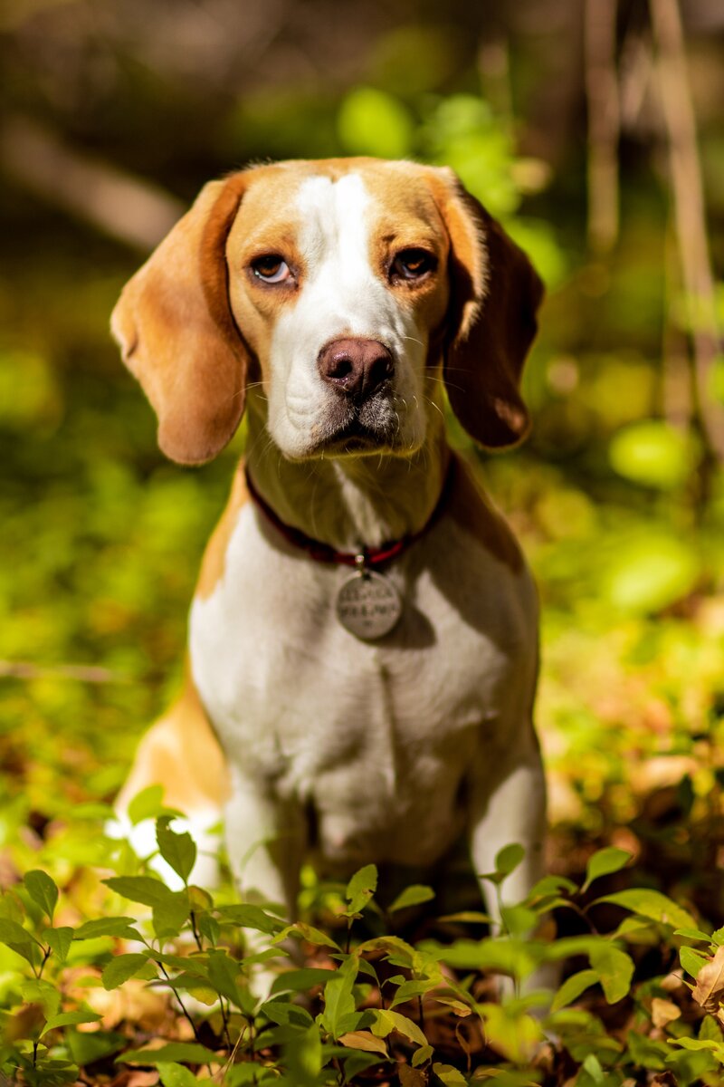 2 способа сделать собаку послушной и воспитанной. Выберите свой. | #Dog  Time | Дзен