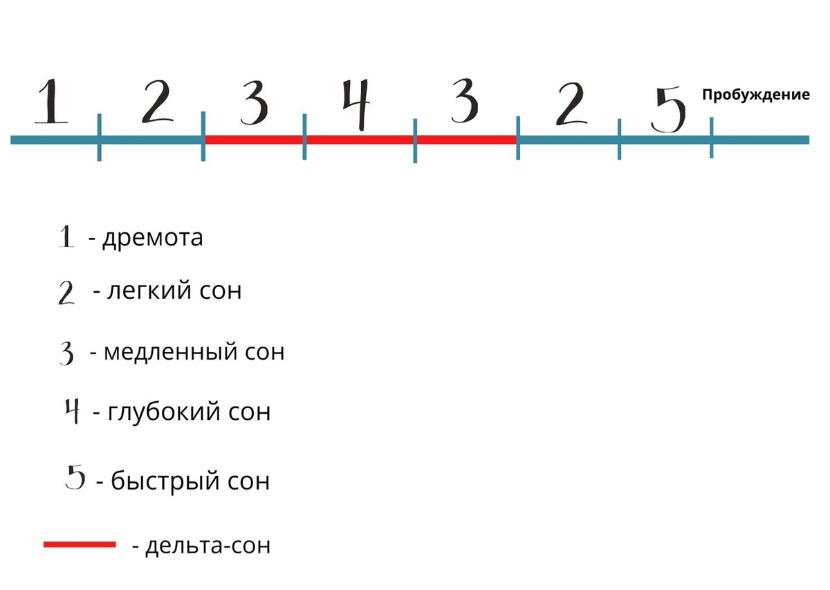 Рассказываем про фазы сна и как с их помощью просыпаться в самое лучшее для  себя время | Игра Снов | Дзен