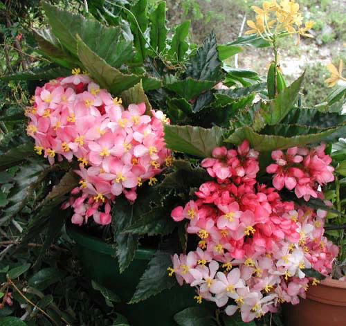 Цветение бегонии тростниковой