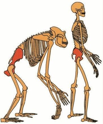 Ловчее, выше, прямее!