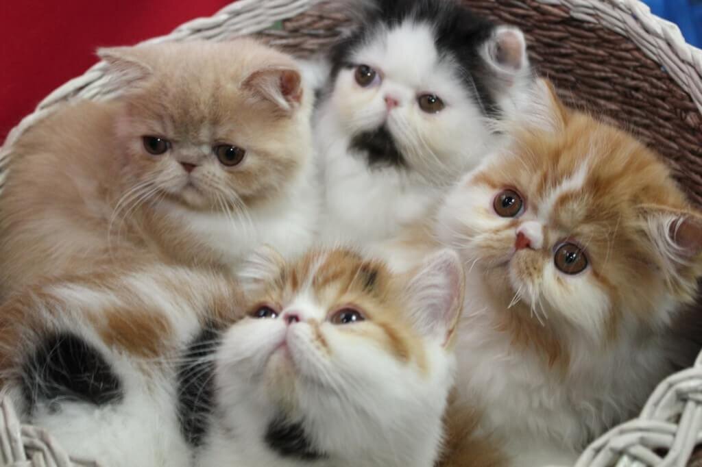 Источник: https://www.pinterest.ru/