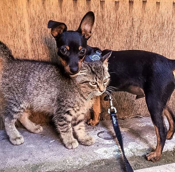 Источник: www.instagram.com/tnt_dog_and_cat