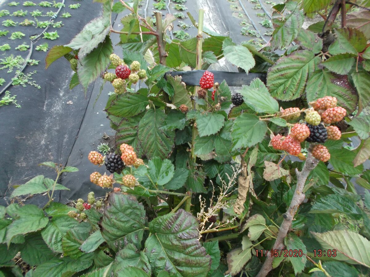 Ежевика Блек Меджик плодоносит в открытом грунте даже после небольших заморозков