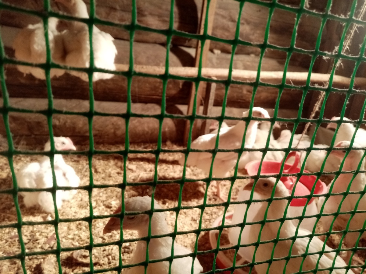 Бройлеров пересадили отдельно. Выведены в конце сентября. Фото автора.