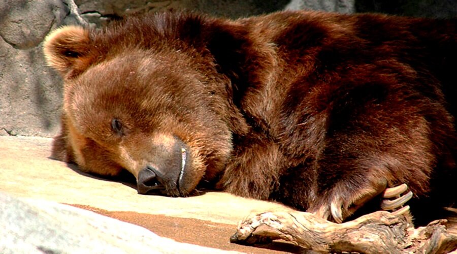 Почему медведь зимою спит: загадка медвежьего сна