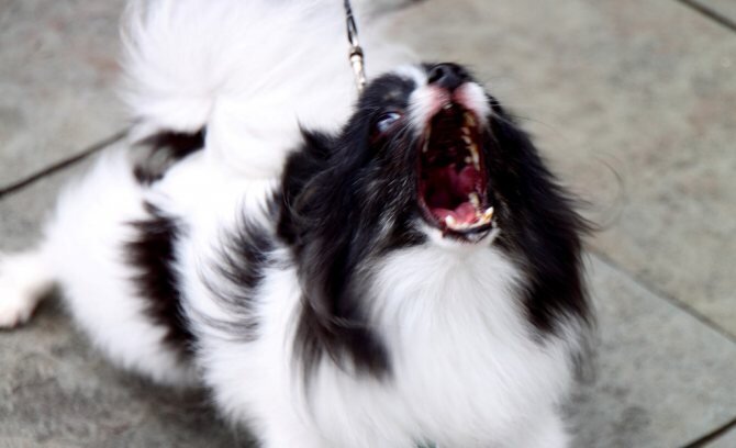 Некоторые владельцы прибегают к подрезанию связок. Такой метод эффективен, но следует помнить, что хирургическое вмешательство несет большие риски. фото с сайта: Dogtricks.ru