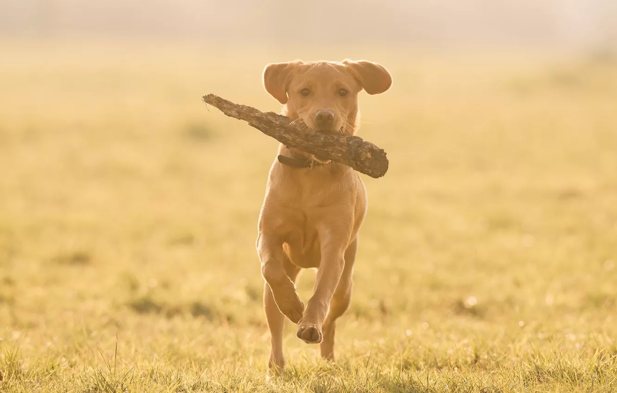 Щенок бежал навстречу друзьям. Дворняга бежит. Овчарка и кот. Радость встречи. Бордер колли щенки.